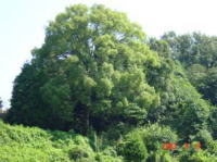 保護樹木１８（クスノキ）