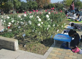 緑町公園ばら花壇