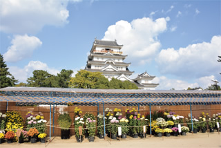 福山菊花展覧会の写真