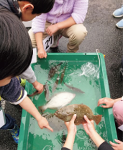 「お魚ふれあいイベント」の写真