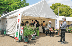 ばら苗販売の様子