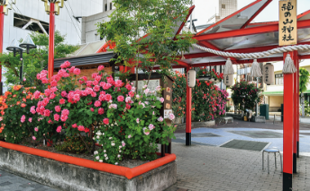 神社前のバラの写真