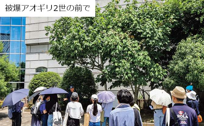 植樹されたアオギリ