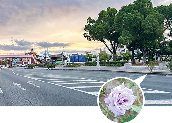 駅からの帰り道とバラの画像