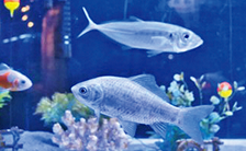 魚が泳いでいる様子