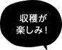 収穫が楽しみ！