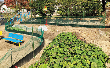 坂星ベジタブルガーデンの畑の写真