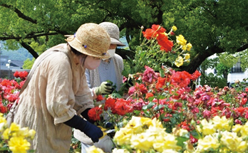 ばらの手入れを行うスタッフたち