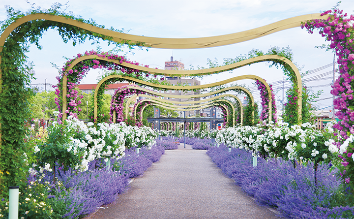 ばらのアーチの写真