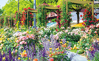 咲き誇るたくさんのばらの様子