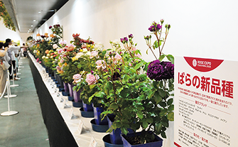 新品種のばらの展示の様子