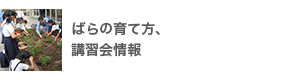 ばらの育て方