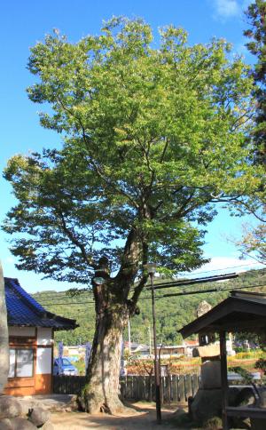 賀茂神社のケヤキ
