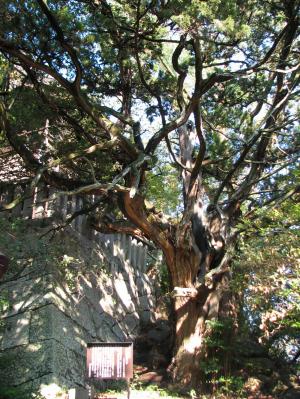 高諸神社のハク