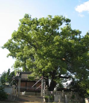 大田神社の大クスノキ