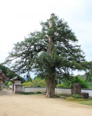 福泉寺のカヤ