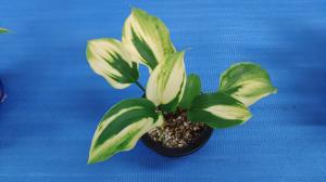斑入り植物写真①