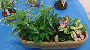 斑入り植物写真②