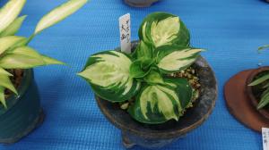 斑入り植物写真③