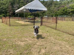 ドックランで楽しむ犬の写真