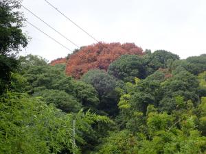 ナラ枯れ１