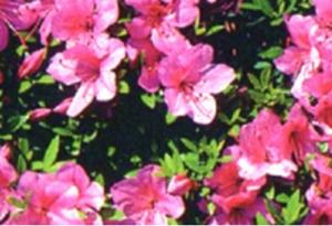 村の花　ツツジ