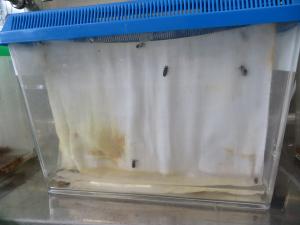 ほたるの観察３
