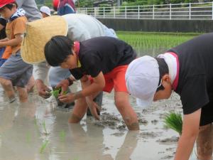 田植え４