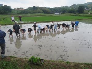 田植え６