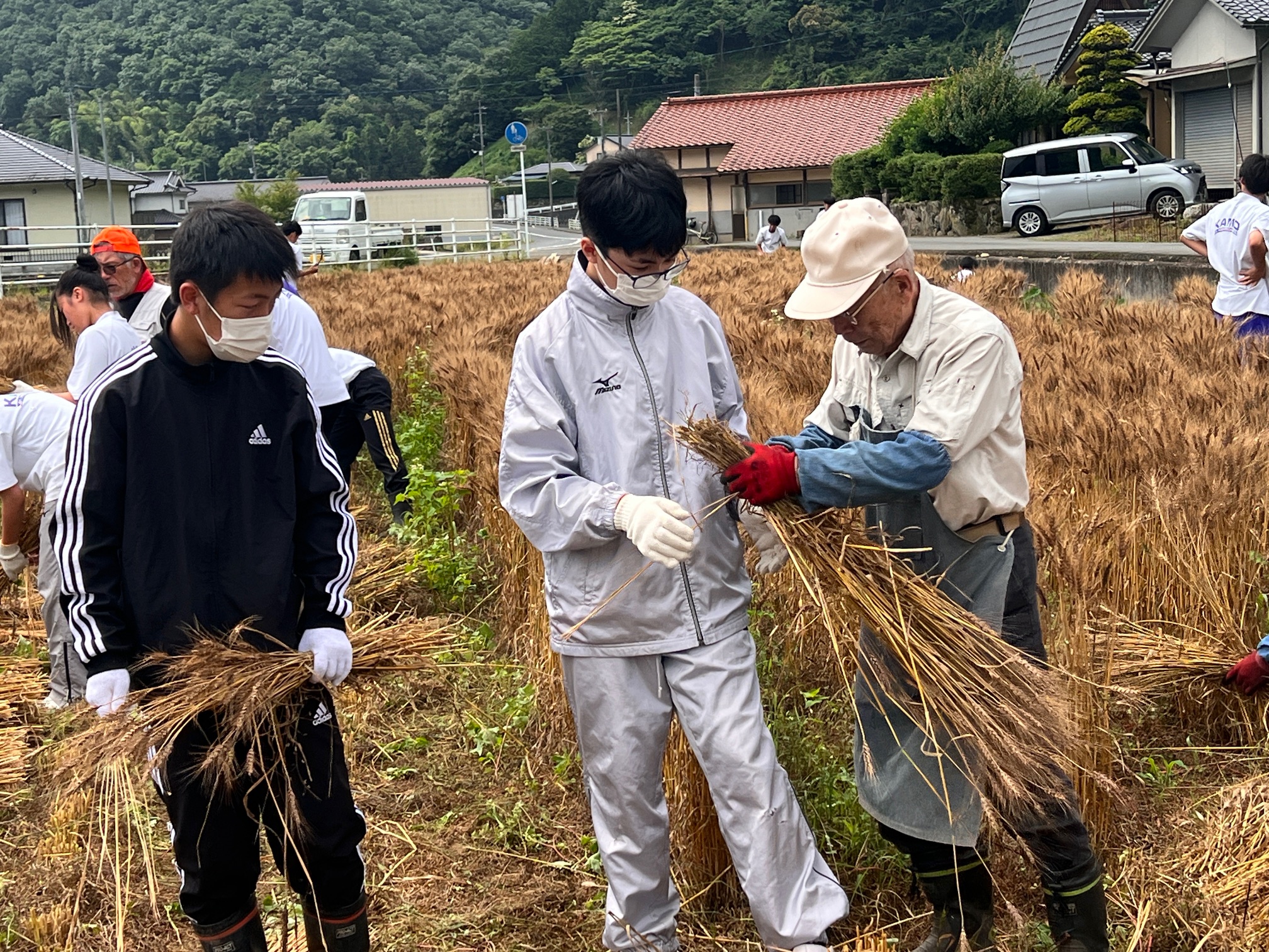 麦刈り体験②