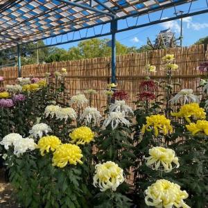 福山菊花展覧会
