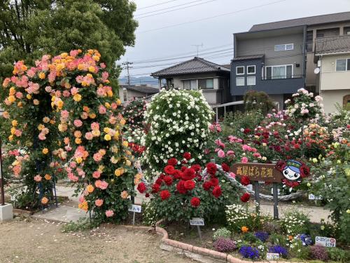 現在のばら花壇