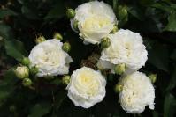 福山市長賞受賞ばら