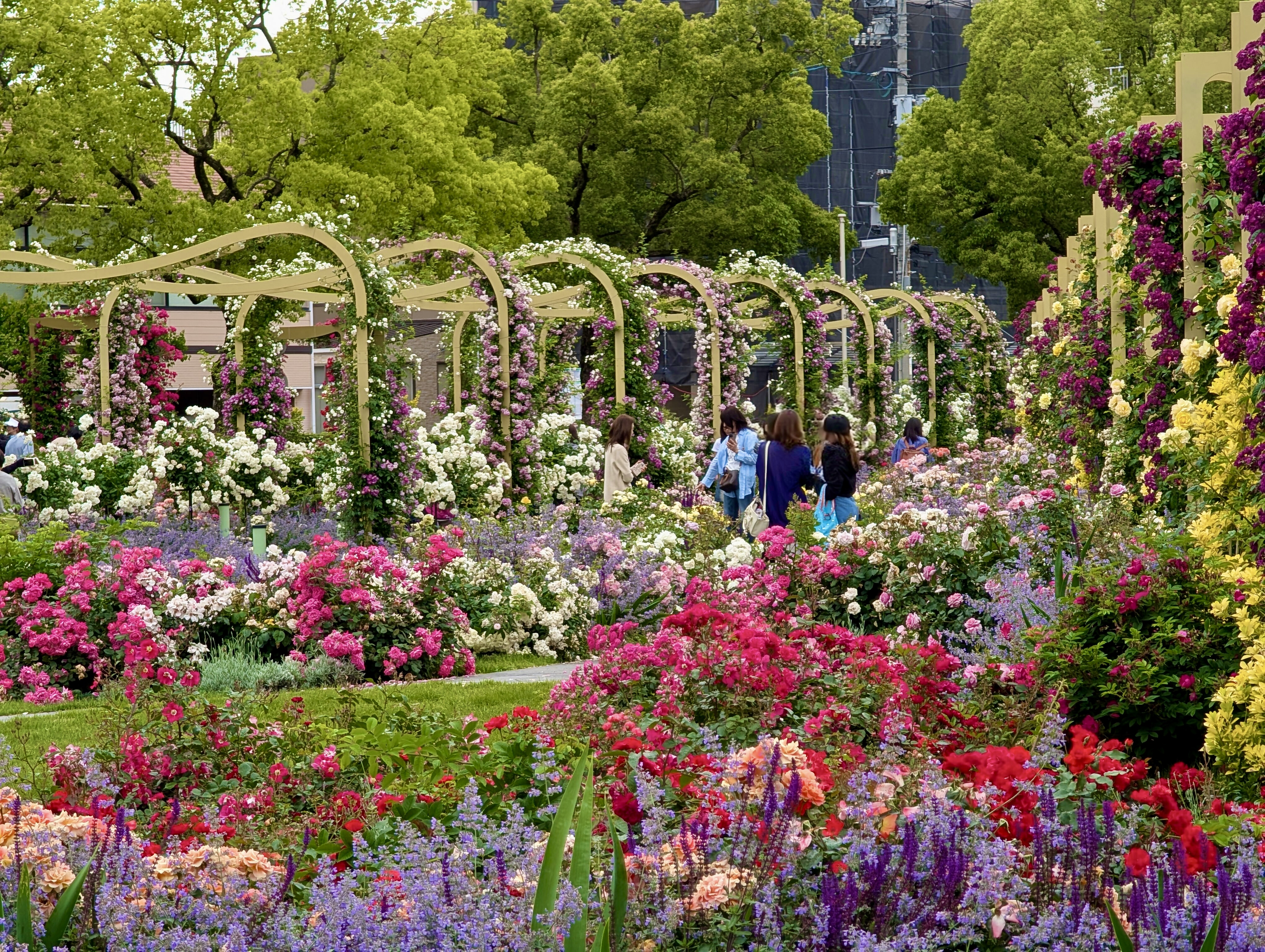 ばら公園の写真