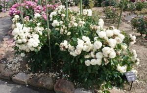 市長賞受賞ばら　全景