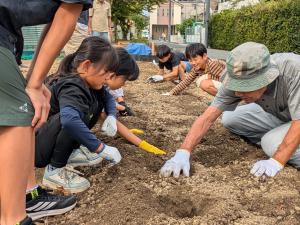 種いも植え付け