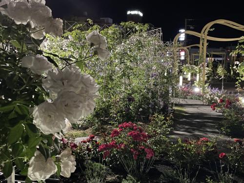 ばら公園の写真（夜）
