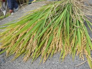 作業の様子１０