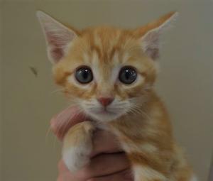 ９－７　ミルル