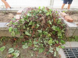 刈り取ったつる