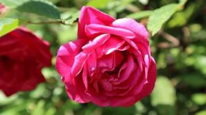 廉塾バラ、福山茶山薔薇の写真