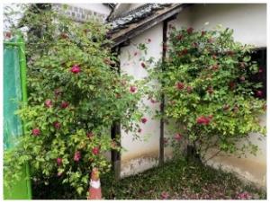 廉塾バラ、福山茶山薔薇の写真２