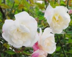 福山太白の写真