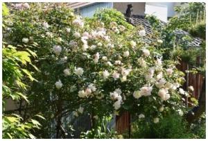 福山太白の写真２