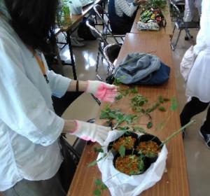 挿し木による育成の写真