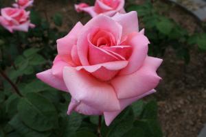 ローズふくやまの写真