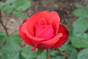 ビューティフルふくやまの写真