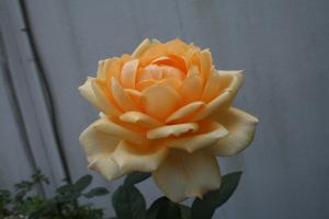 プリンセスふくやまの写真