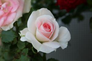 スマイルふくやまの写真