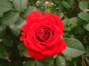 チャーミーふくやまの写真